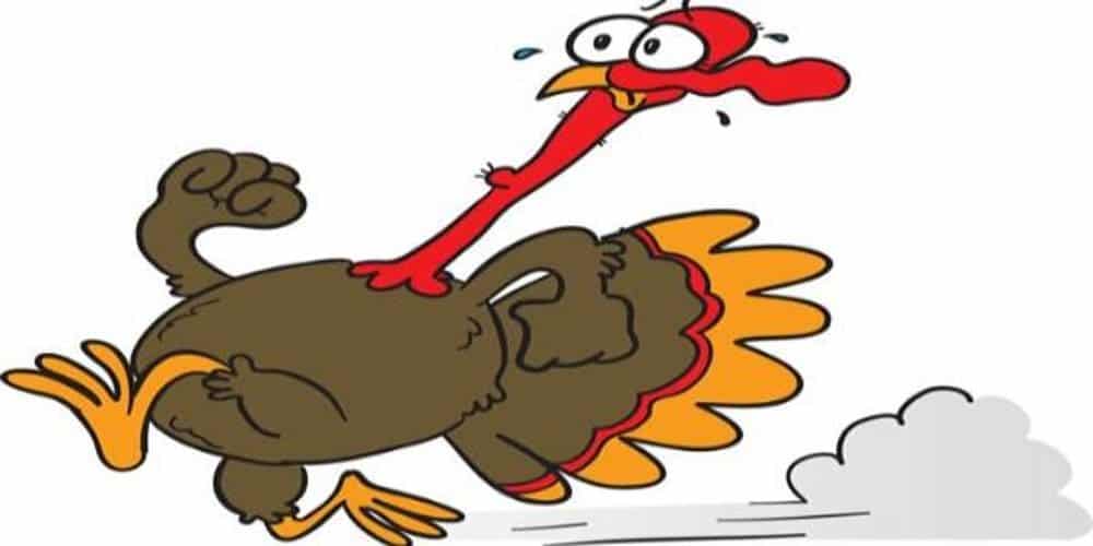 Lynnwood Turkey Trot