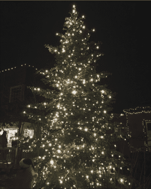 Bothell Tree Lighting