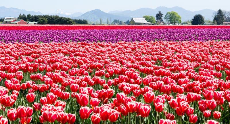 Tulip Festival of Skagit County